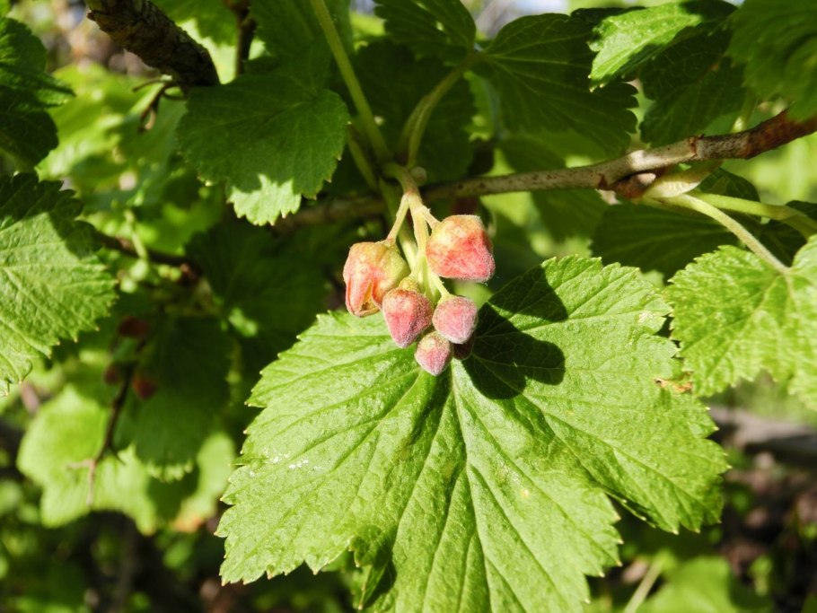 Смородина красная Ролан