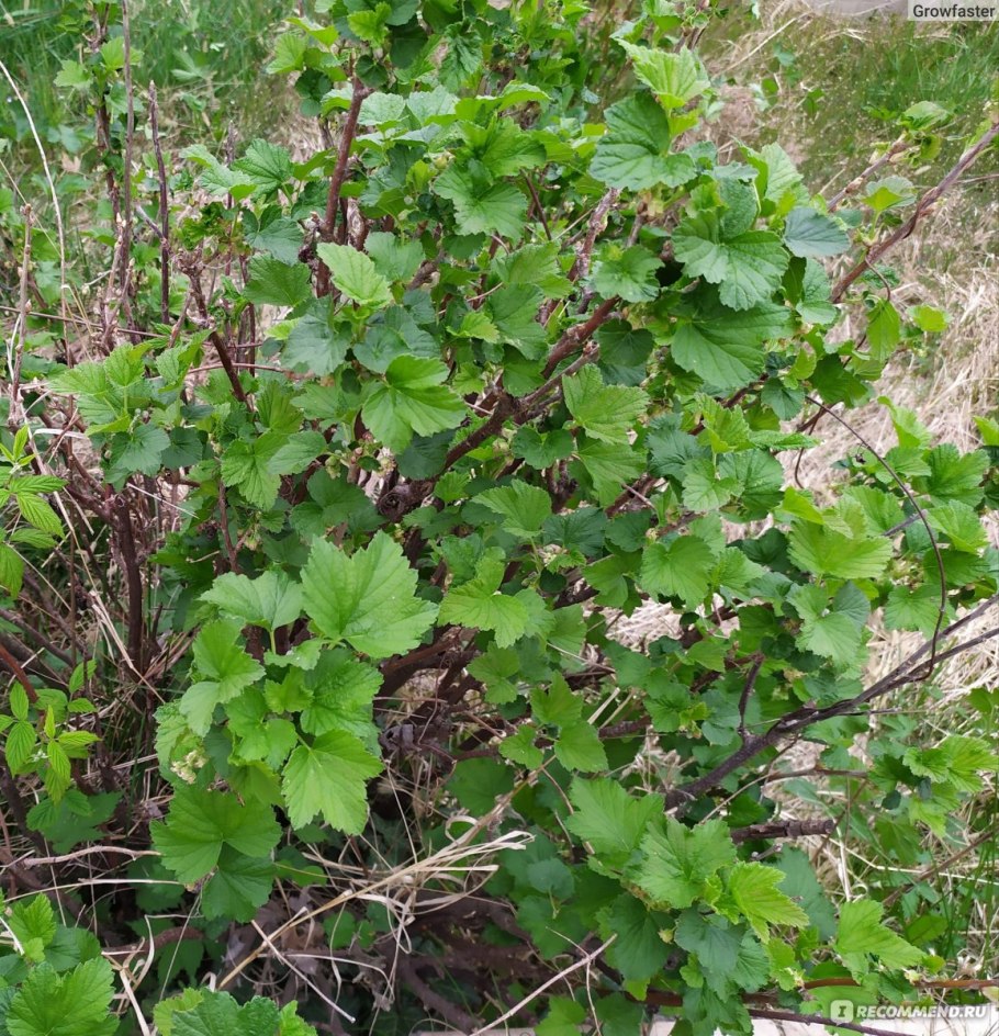 Сорт смородины пикша