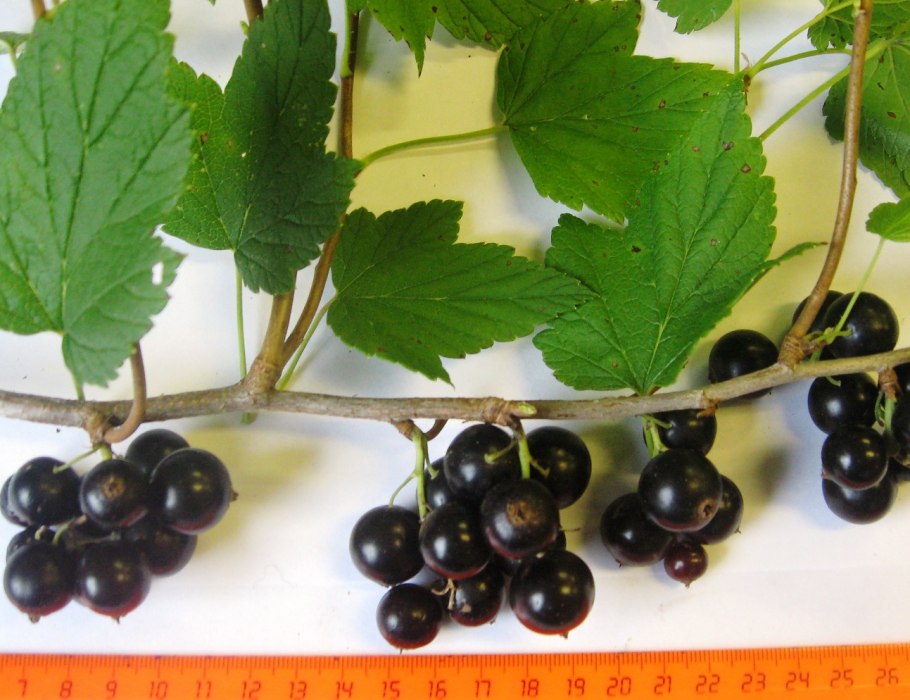 Смородина ощетиненная