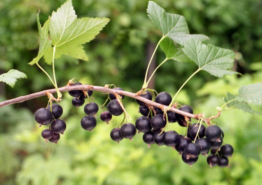 Смородина черная куст