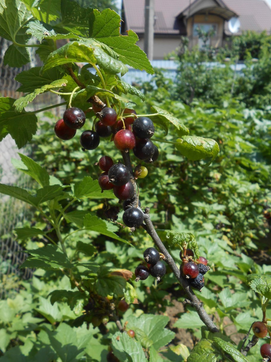 Садовая смородина