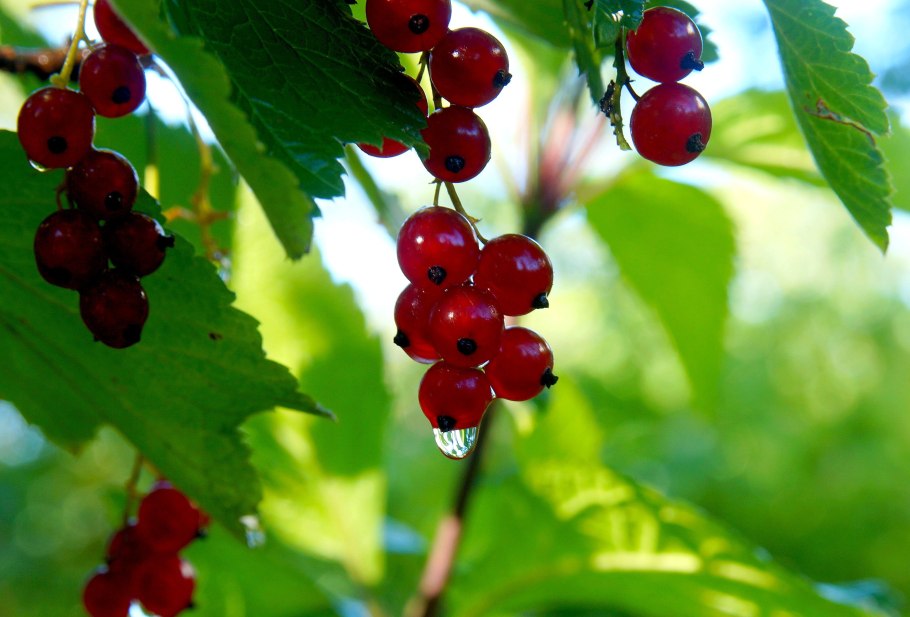 Красная смородина