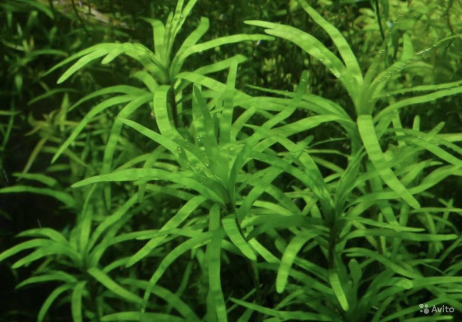 Эйхорния разнолистная Eichhornia diversifolia