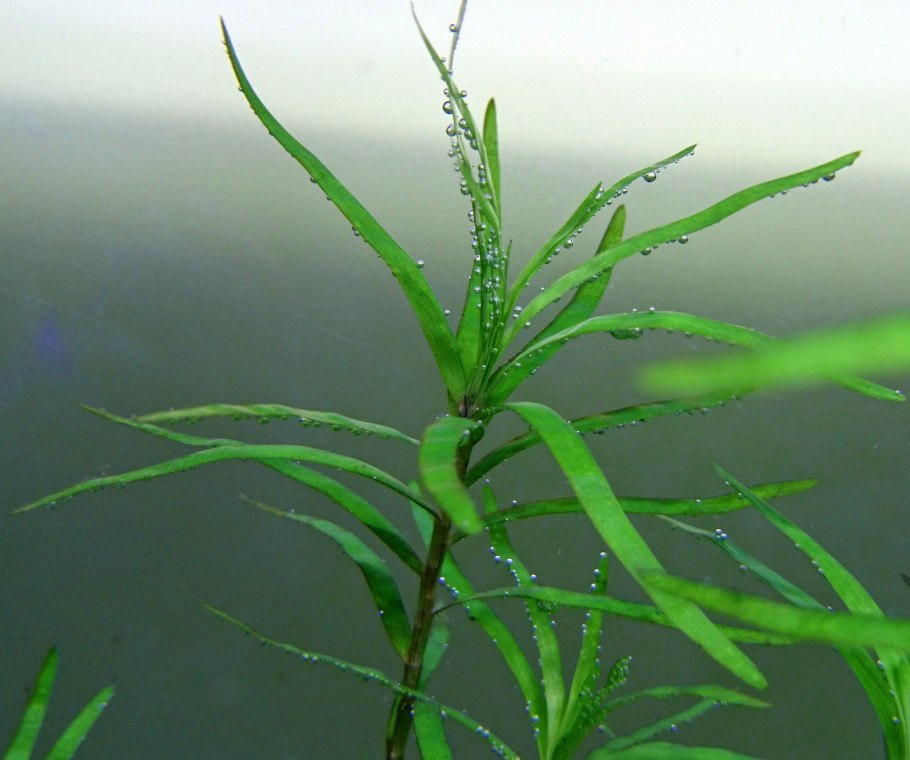 Эйхорния Лазоревая