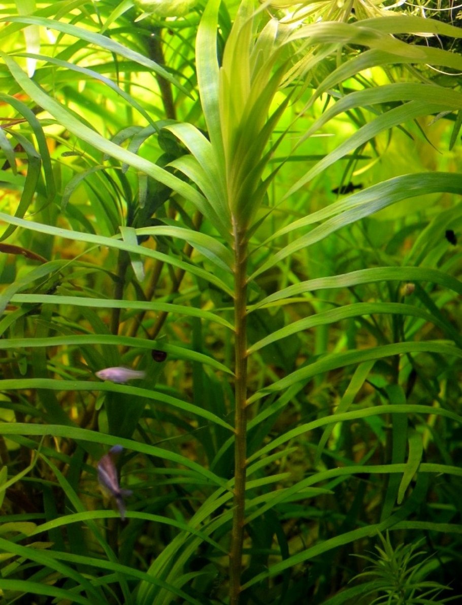 Эйхорния Азура