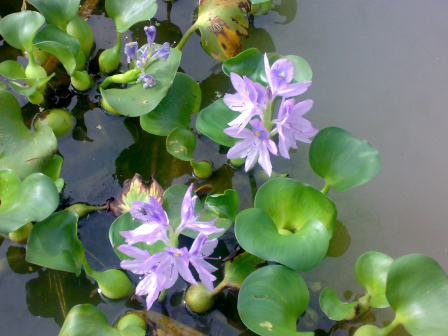 Pontederia crassipes