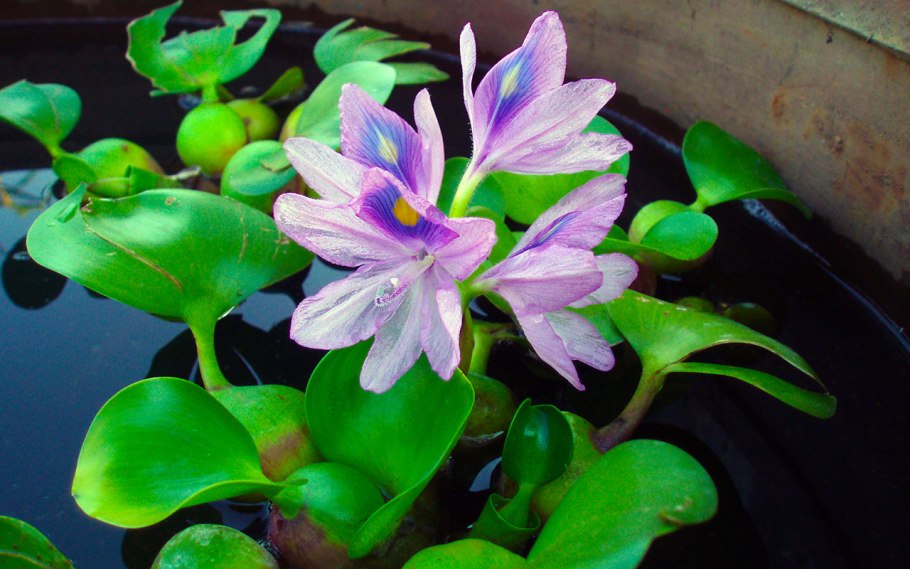 Эйхорния лазоревая