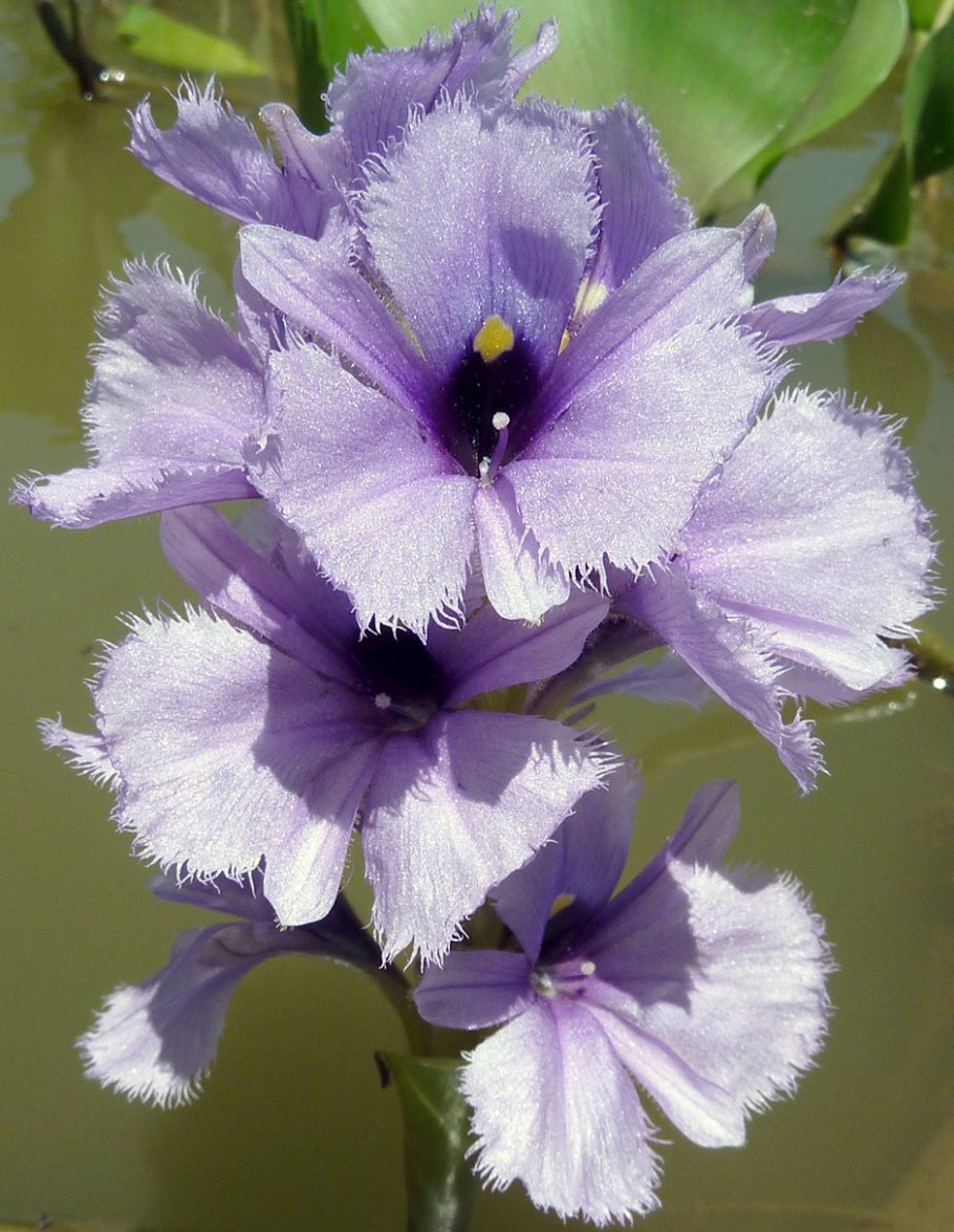 Эйхорния лазоревая