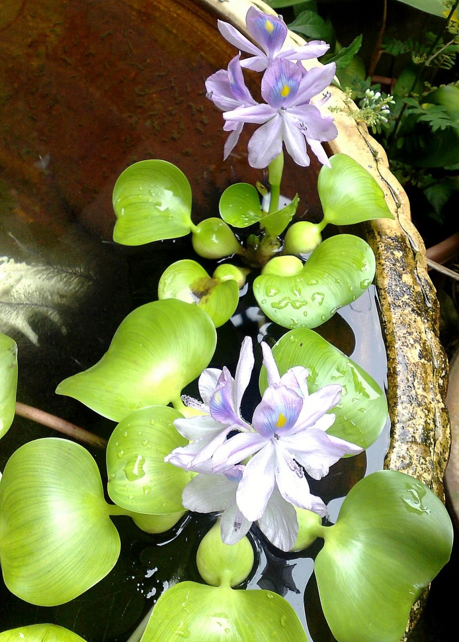 Водный гиацинт для пруда