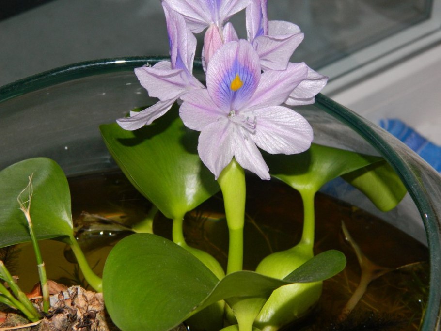 Водяной гиацинт (Eichhornia crassipes)