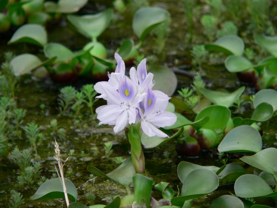 Эйхорния рыженко