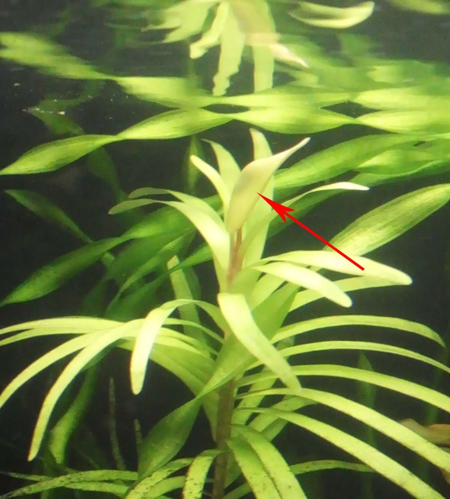 Гигрофила разнолистная