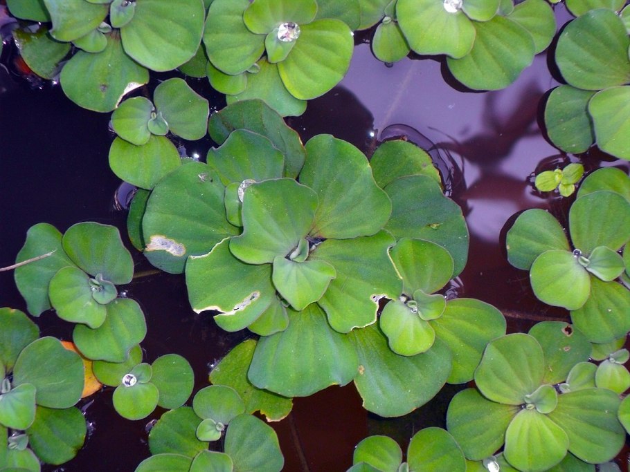 Водный гиацинт зеленый