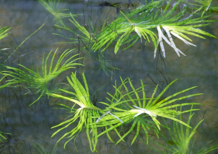 Эйхорния аквариумное растение