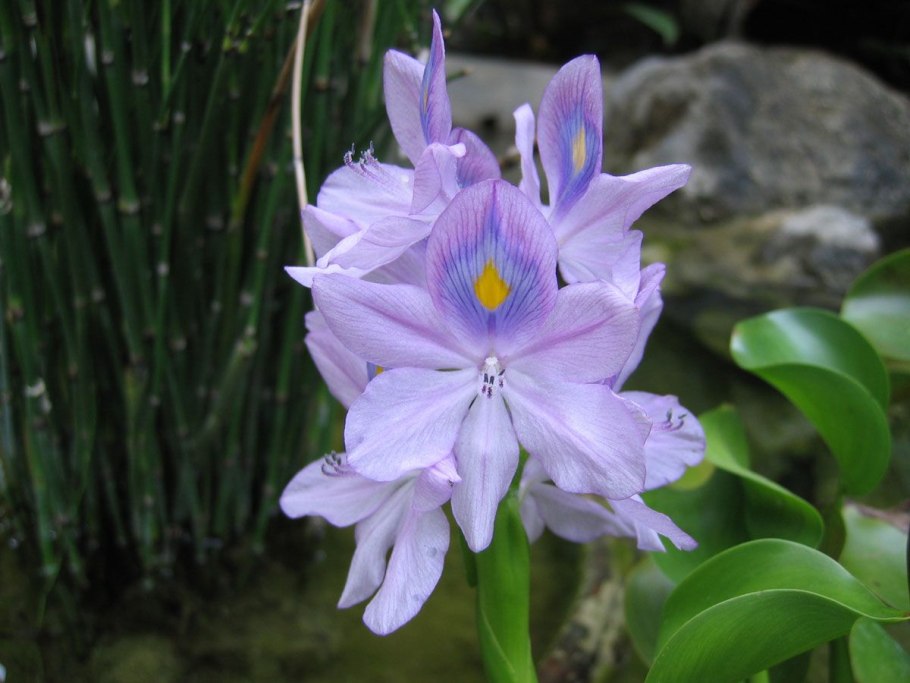 Гиацинт водный