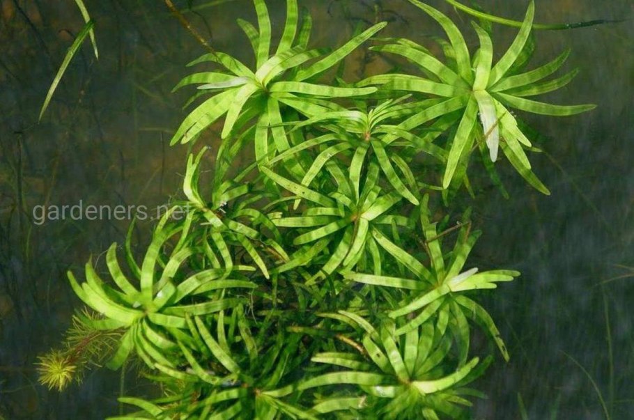 Разнолистная (Eichhornia diversifolia)