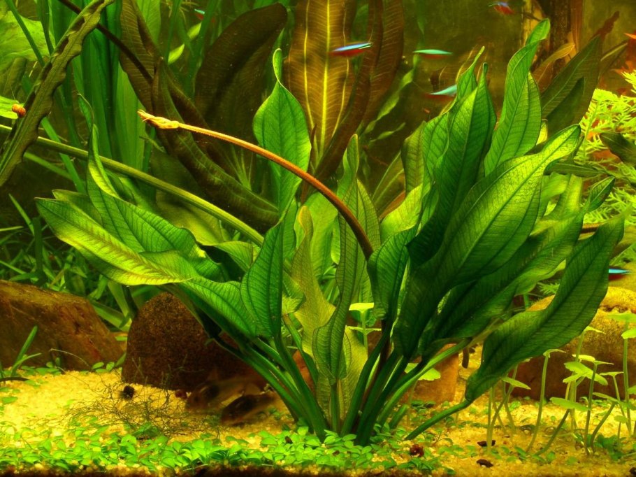 Аквариумные растения для биотопа амазонки