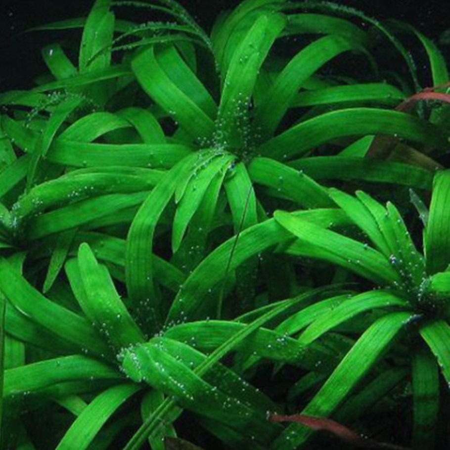 Эйхорния разнолистная аквариумное