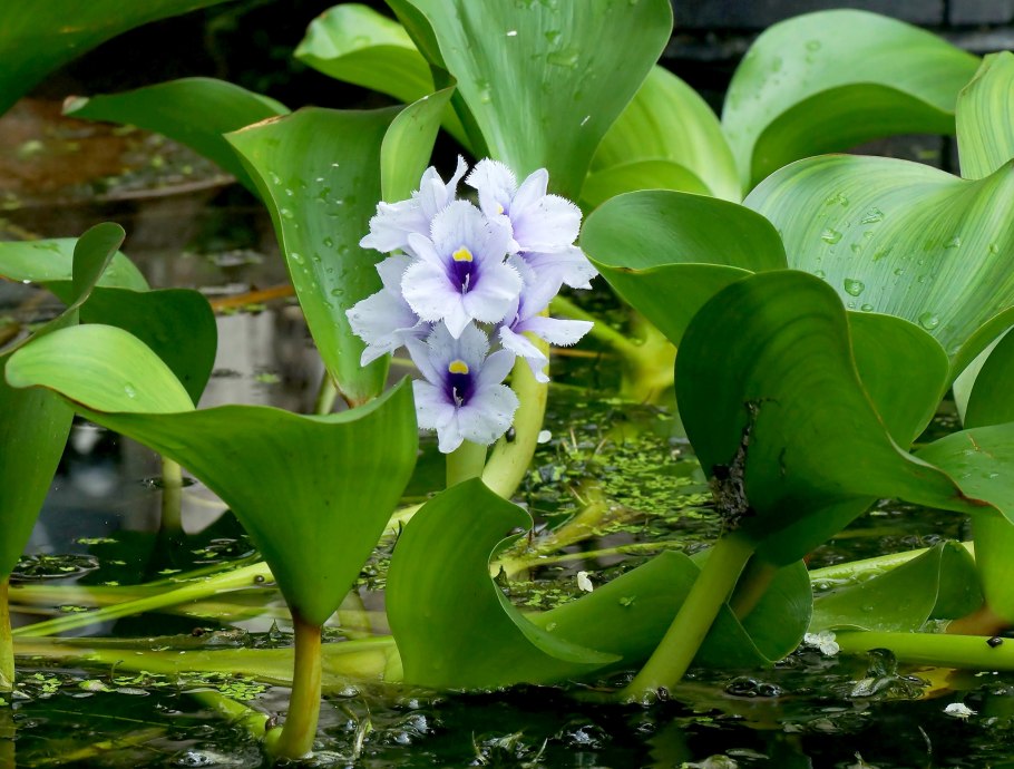 Эйхорния отличная