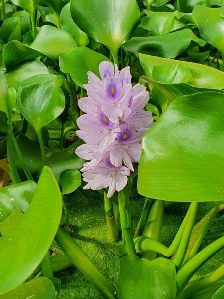 Эйхорния желтеет