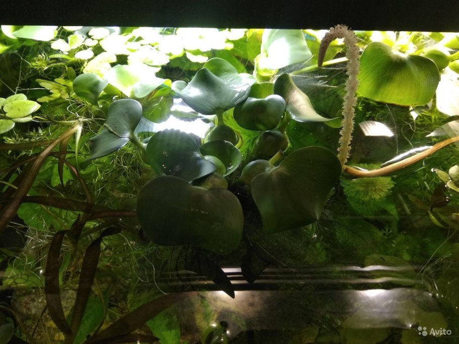 Эйхорния аквариумное