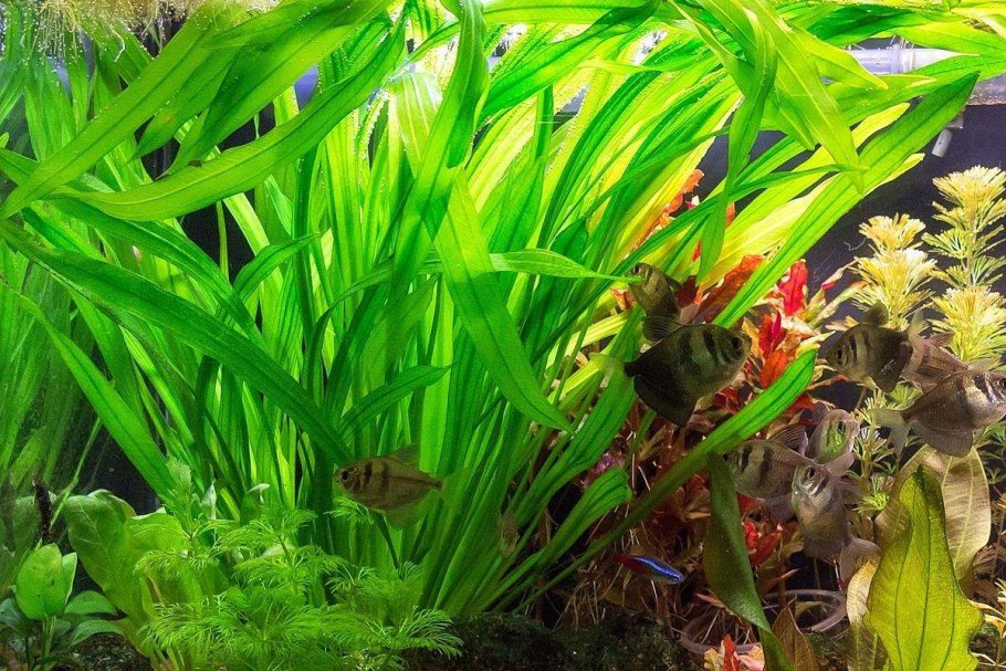 Гиацинт эйхорния