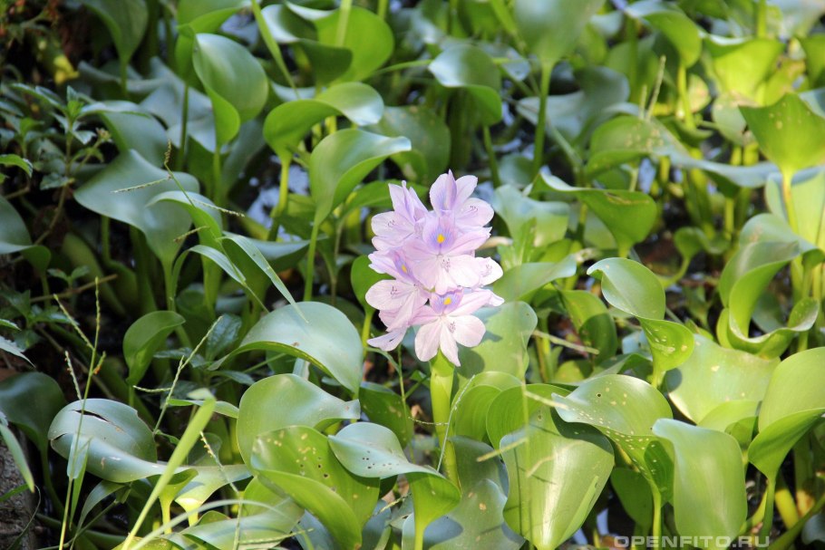 Эйхорния Водный гиацинт