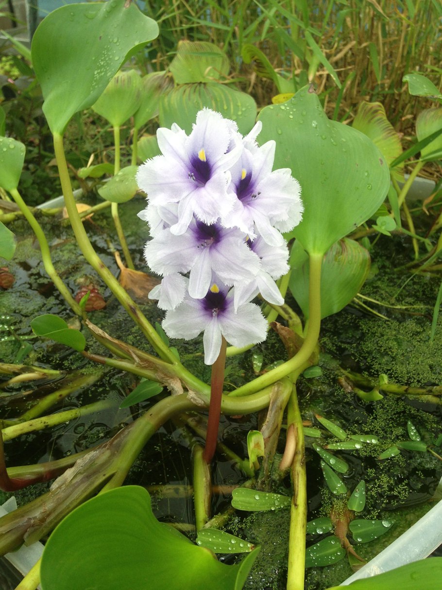 Эйхорния в Лос Катиос