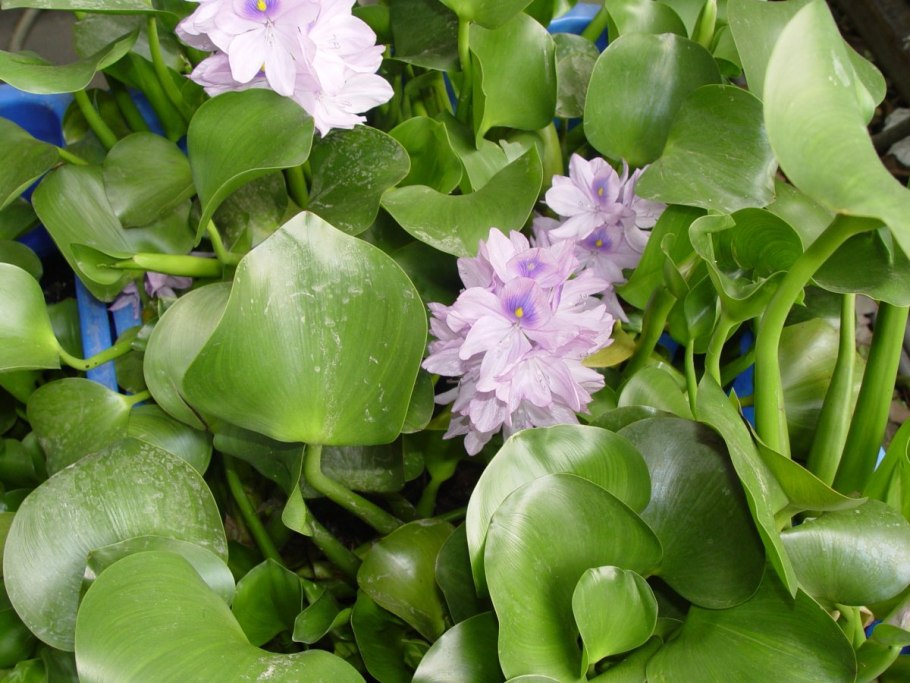 36) Эйхорния Лазоревая (Eichhornia azurea) -70₽