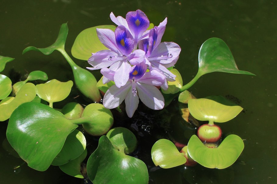 Эйхорния Лазурная