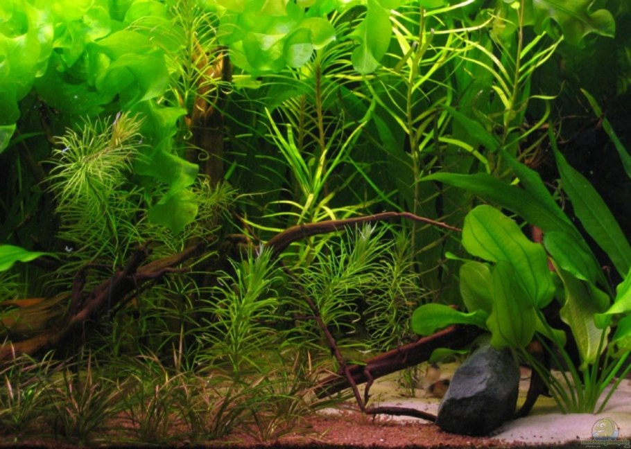 Эйхорния Лазоревая