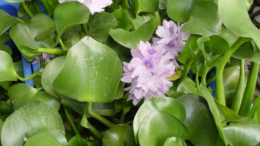 Водяной гиацинт парана