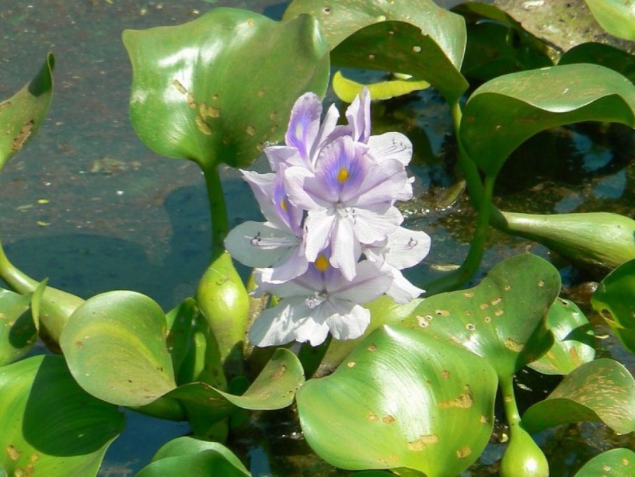 Эйхорния водяной гиацинт