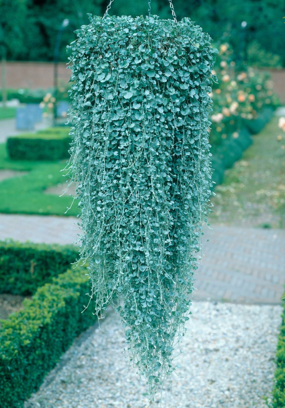 Дихондра ампельная серебристый водопад