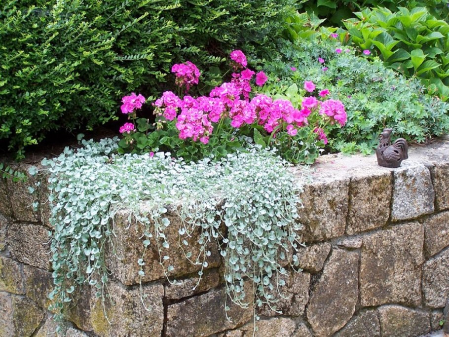 Дихондра ампельная изумрудный водопад