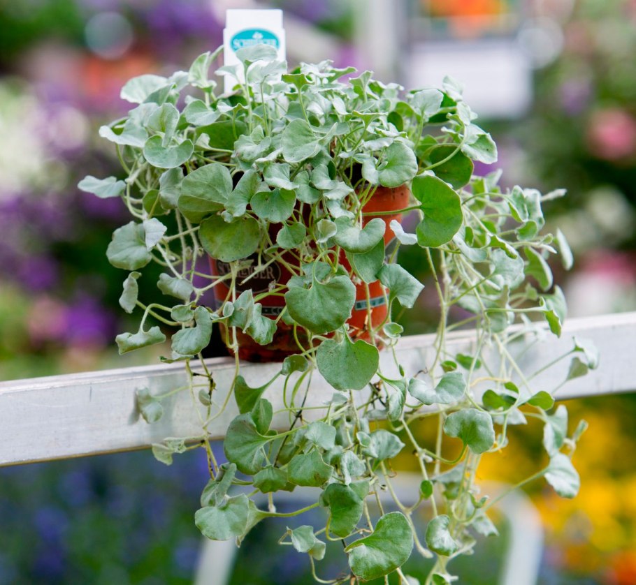 Дихондра серебристый водопад