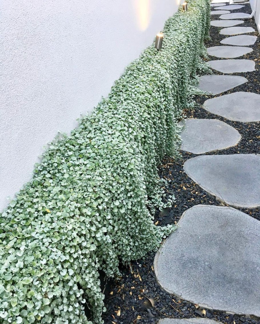 Дихондра silver falls