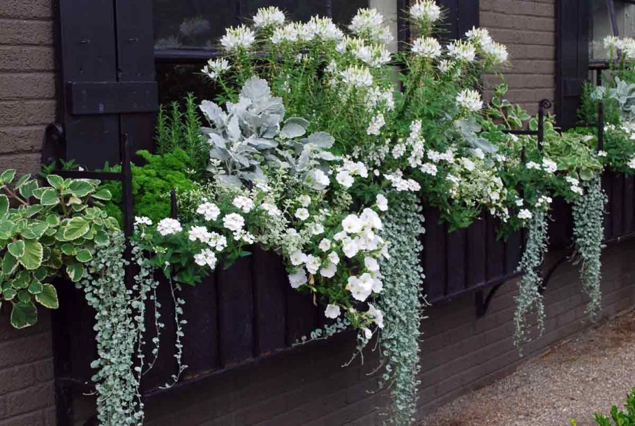 Дихондра Сильвер Фоллс