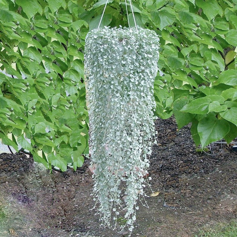 Дихондра ампельная серебристая