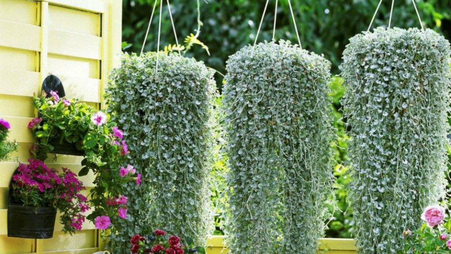 Семена дихондра Dichondra Emerald Falls