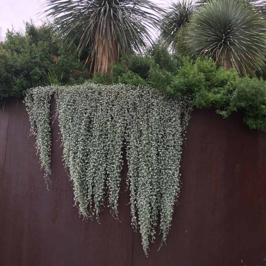 Дихондра silver falls