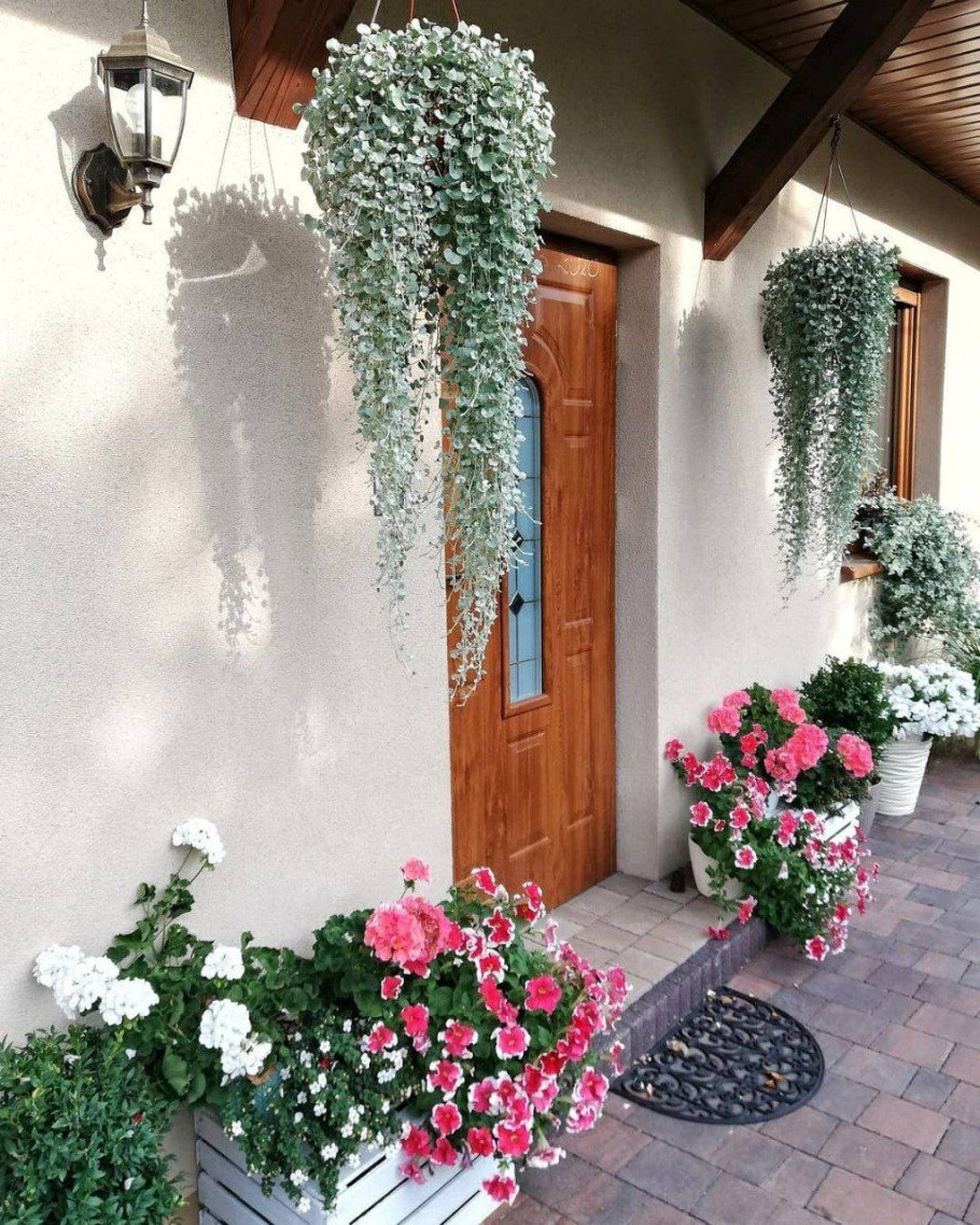 Цветок дихондра серебристый водопад