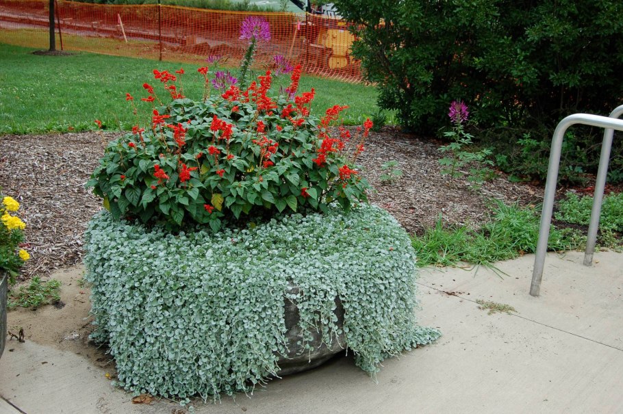 Дихондра Silver Falls