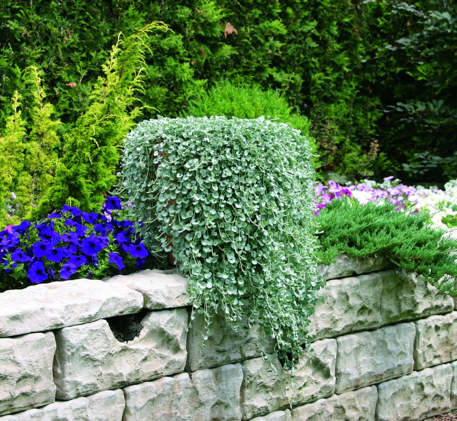 Дихондра ползучая серебристая