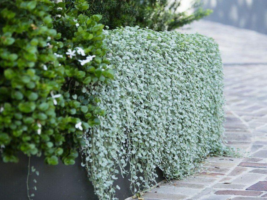 Дихондра серебристый водопад