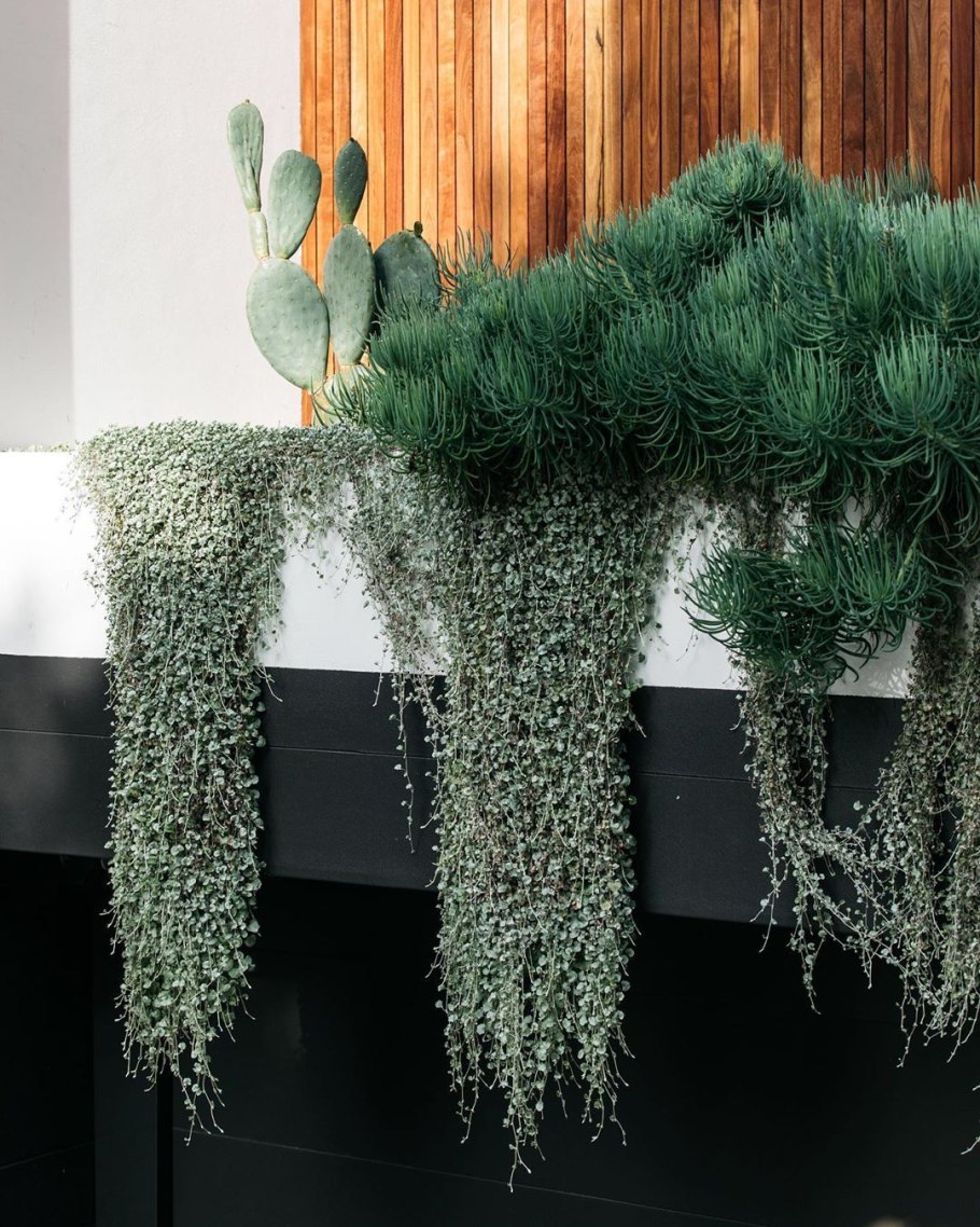 Дихондра сильвер фоллс