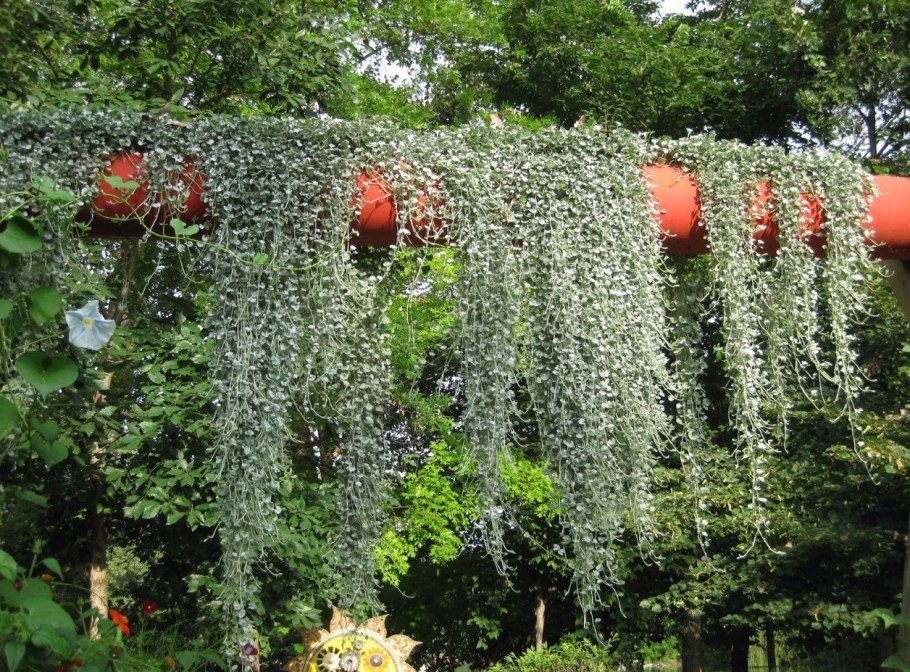 Дихондра изумрудный водопад