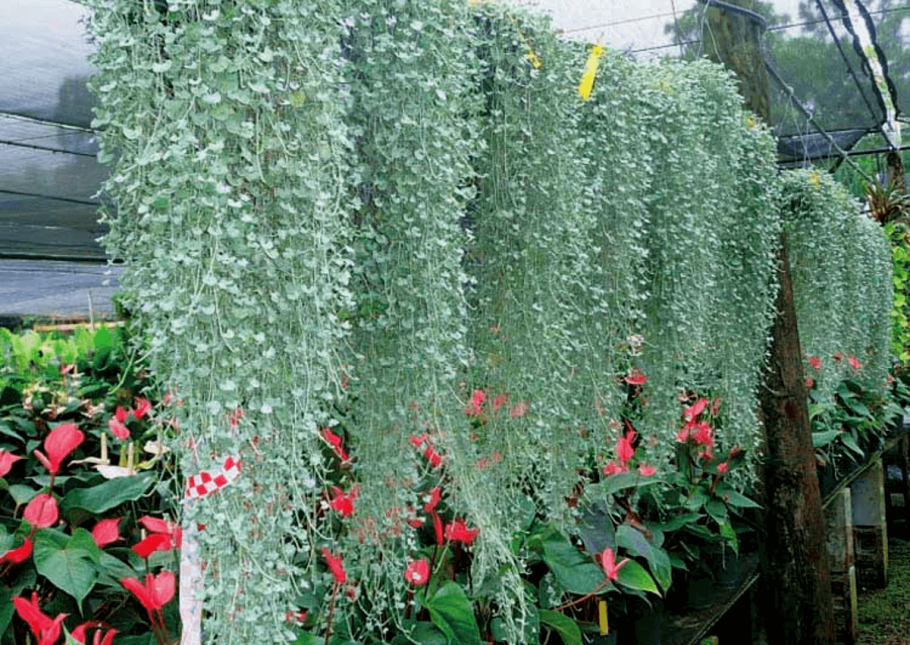 Дихондра ампельная