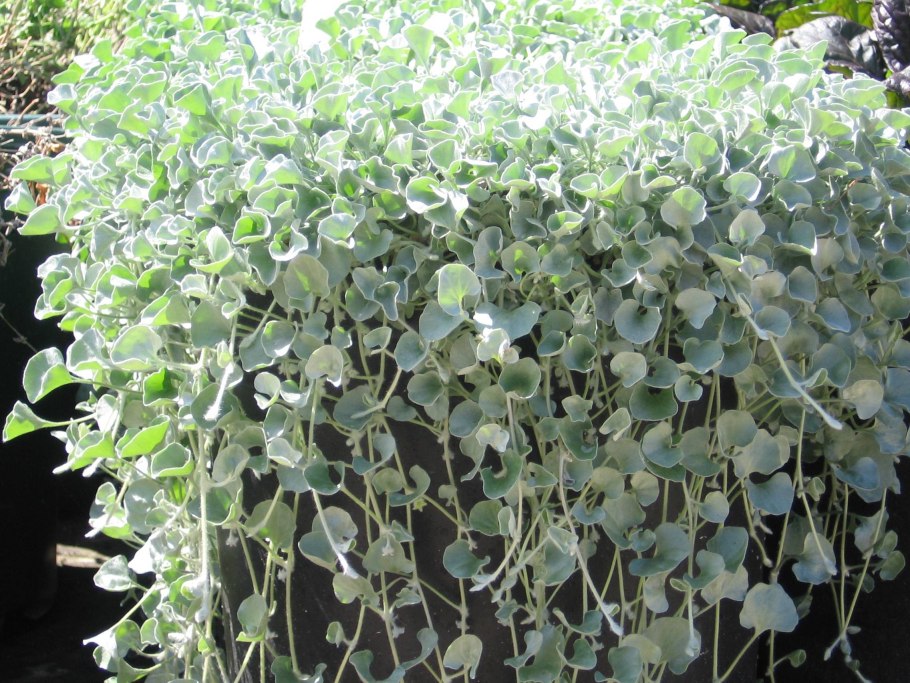 Дихондра Сильвер Фоллс