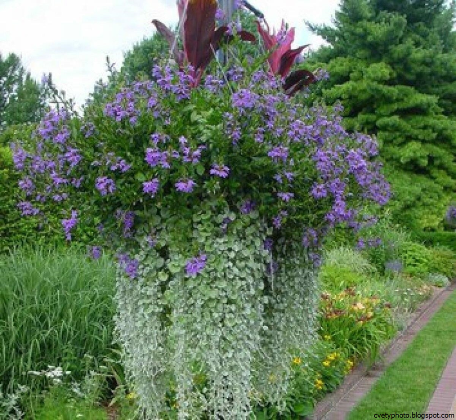 Дихондра и Вербена